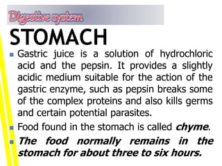  Gastric juice is a solution of hydrochloric
acid and the pepsin. It provides a slightly
acidic medium suitable for the action of the
gastric enzyme, such as pepsin breaks some
of the complex proteins and also kills germs
and certain potential parasites.
 Food found in the stomach is called chyme.
 The food normally remains in the
stomach for about three to six hours.
STOMACH
 