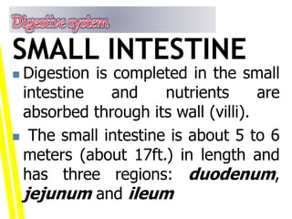  Digestion is completed in the small
intestine and nutrients are
absorbed through its wall (villi).
 The small intestine is about 5 to 6
meters (about 17ft.) in length and
has three regions: duodenum,
jejunum and ileum
SMALL INTESTINE
 