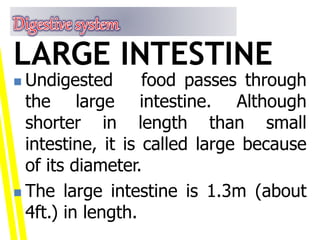  Undigested food passes through
the large intestine. Although
shorter in length than small
intestine, it is called large because
of its diameter.
 The large intestine is 1.3m (about
4ft.) in length.
LARGE INTESTINE
 