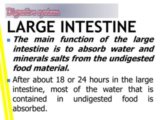  The main function of the large
intestine is to absorb water and
minerals salts from the undigested
food material.
 After about 18 or 24 hours in the large
intestine, most of the water that is
contained in undigested food is
absorbed.
LARGE INTESTINE
 