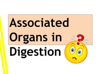 Associated
Organs in
Digestion
 