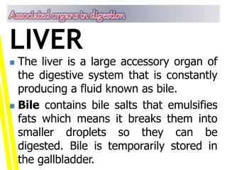  The liver is a large accessory organ of
the digestive system that is constantly
producing a fluid known as bile.
 Bile contains bile salts that emulsifies
fats which means it breaks them into
smaller droplets so they can be
digested. Bile is temporarily stored in
the gallbladder.
LIVER
 