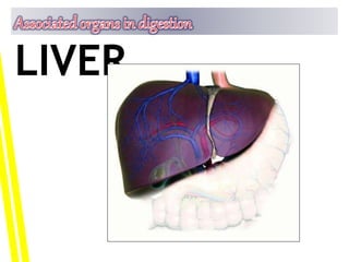 LIVER
 
