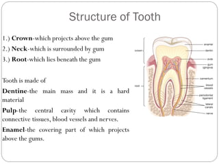 Structure of Tooth
1.) Crown-which projects above the gum
2.) Neck-which is surrounded by gum
3.) Root-which lies beneath the gum
Tooth is made of
Dentine-the main mass and it is a hard
material
Pulp-the central cavity which contains
connective tissues, blood vessels and nerves.
Enamel-the covering part of which projects
above the gums.
 