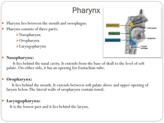 Pharynx
 Pharynx lies between the mouth and oesophagus.
 Pharynx consists of three parts:
Nasopharynx
Oropharynx
Laryngopharynx
 Nasopharynx:
It lies behind the nasal cavity. It extends from the base of skull to the level of soft
palate. On either side, it has an opening for Eustachian tube.
 Oropharynx:
It lies behind the mouth. It extends between soft palate above and upper opening of
larynx below.The lateral walls of oropharynx contain tonsil.
 Laryngopharynx:
It is the lowest part and it lies behind the larynx.
 