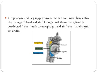  Oropharynx and laryngopharynx serve as a common channel for
the passage of food and air.Through both these parts, food is
conducted from mouth to oesophagus and air from nasopharynx
to larynx.
 