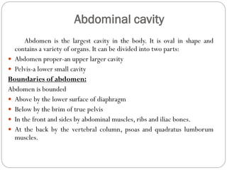 Abdominal cavity
Abdomen is the largest cavity in the body. It is oval in shape and
contains a variety of organs. It can be divided into two parts:
 Abdomen proper-an upper larger cavity
 Pelvis-a lower small cavity
Boundaries of abdomen:
Abdomen is bounded
 Above by the lower surface of diaphragm
 Below by the brim of true pelvis
 In the front and sides by abdominal muscles, ribs and iliac bones.
 At the back by the vertebral column, psoas and quadratus lumborum
muscles.
 