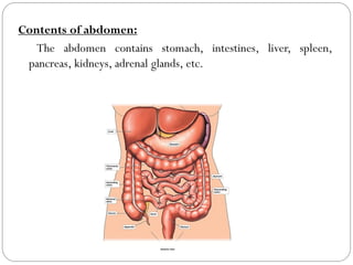 Contents of abdomen:
The abdomen contains stomach, intestines, liver, spleen,
pancreas, kidneys, adrenal glands, etc.
 