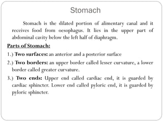 Stomach
Stomach is the dilated portion of alimentary canal and it
receives food from oesophagus. It lies in the upper part of
abdominal cavity below the left half of diaphragm.
Parts of Stomach:
1.) Two surfaces: an anterior and a posterior surface
2.) Two borders: an upper border called lesser curvature, a lower
border called greater curvature.
3.) Two ends: Upper end called cardiac end, it is guarded by
cardiac sphincter. Lower end called pyloric end, it is guarded by
pyloric sphincter.
 