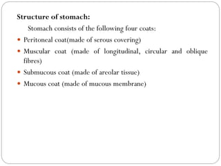 Structure of stomach:
Stomach consists of the following four coats:
 Peritoneal coat(made of serous covering)
 Muscular coat (made of longitudinal, circular and oblique
fibres)
 Submucous coat (made of areolar tissue)
 Mucous coat (made of mucous membrane)
 