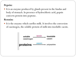 Pepsin:
 It is an enzyme produced by glands present in the fundus and
body of stomach. In presence of hydrochloric acid, pepsin
converts protein into peptone.
Rennin:
 It is the enzyme which curdles milk. It involves the conversion
of caseinogen, the soluble protein of milk into insoluble caesin.
 