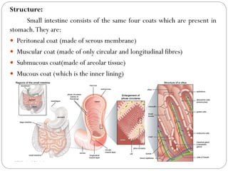 Structure:
Small intestine consists of the same four coats which are present in
stomach.They are:
 Peritoneal coat (made of serous membrane)
 Muscular coat (made of only circular and longitudinal fibres)
 Submucous coat(made of areolar tissue)
 Mucous coat (which is the inner lining)
 