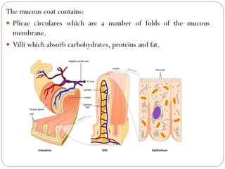 The mucous coat contains:
 Plicae circulares which are a number of folds of the mucous
membrane.
 Villi which absorb carbohydrates, proteins and fat.
 