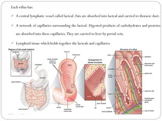 Each villus has:
 A central lymphatic vessel called lacteal. Fats are absorbed into lacteal and carried to thoracic duct.
 A network of capillaries surrounding the lacteal. Digested products of carbohydrates and proteins
are absorbed into these capillaries.They are carried to liver by portal vein.
 Lymphoid tissue which holds together the lacteals and capillaries.
 