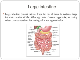 Large intestine
 Large intestine (colon) extends from the end of ileum to rectum. Large
intestine consists of the following parts: Caecum, appendix, ascending
colon, transverse colon, descending colon and sigmoid colon.
 