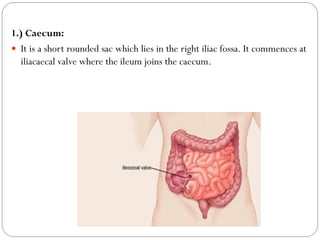 1.) Caecum:
 It is a short rounded sac which lies in the right iliac fossa. It commences at
iliacaecal valve where the ileum joins the caecum.
 