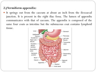 2.)Vermiform appendix:
 It springs out from the caecum at about an inch from the ileocaecal
junction. It is present in the right iliac fossa. The lumen of appendix
communicates with that of caecum. The appendix is composed of the
same four coats as intestine but the submucous coat contains lymphoid
tissue.
 