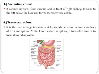 3.) Ascending colon:
 It ascends upwards from caecum and in front of right kidney. It turns to
the left below the liver and forms the transverse colon.
4.)Transverse colon:
 It is the loop of large intestine which extends between the lower surfaces
of liver and spleen. At the lower surface of spleen, it turns downwards to
form descending colon.
 