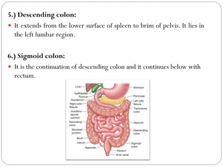 5.) Descending colon:
 It extends from the lower surface of spleen to brim of pelvis. It lies in
the left lumbar region.
6.) Sigmoid colon:
 It is the continuation of descending colon and it continues below with
rectum.
 