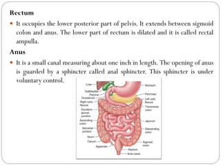 Rectum
 It occupies the lower posterior part of pelvis. It extends between sigmoid
colon and anus. The lower part of rectum is dilated and it is called rectal
ampulla.
Anus
 It is a small canal measuring about one inch in length. The opening of anus
is guarded by a sphincter called anal sphincter. This sphincter is under
voluntary control.
 