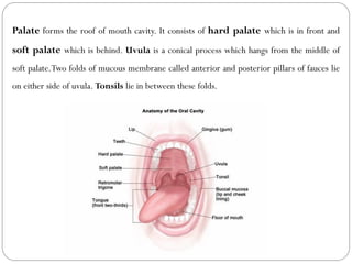 Palate forms the roof of mouth cavity. It consists of hard palate which is in front and
soft palate which is behind. Uvula is a conical process which hangs from the middle of
soft palate.Two folds of mucous membrane called anterior and posterior pillars of fauces lie
on either side of uvula. Tonsils lie in between these folds.
 