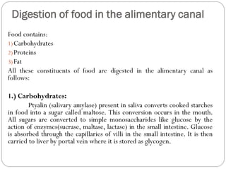 Digestion of food in the alimentary canal
Food contains:
1)Carbohydrates
2)Proteins
3)Fat
All these constituents of food are digested in the alimentary canal as
follows:
1.) Carbohydrates:
Ptyalin (salivary amylase) present in saliva converts cooked starches
in food into a sugar called maltose. This conversion occurs in the mouth.
All sugars are converted to simple monosaccharides like glucose by the
action of enzymes(sucrase, maltase, lactase) in the small intestine. Glucose
is absorbed through the capillaries of villi in the small intestine. It is then
carried to liver by portal vein where it is stored as glycogen.
 