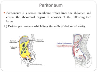 Peritoneum
 Peritoneum is a serous membrane which lines the abdomen and
covers the abdominal organs. It consists of the following two
layers.
1.) Parietal peritoneum which lines the walls of abdominal cavity.
 