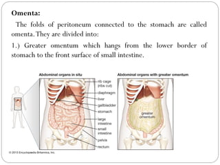 Omenta:
The folds of peritoneum connected to the stomach are called
omenta.They are divided into:
1.) Greater omentum which hangs from the lower border of
stomach to the front surface of small intestine.
 
