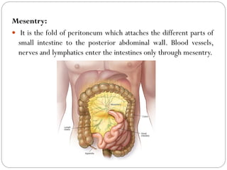 Mesentry:
 It is the fold of peritoneum which attaches the different parts of
small intestine to the posterior abdominal wall. Blood vessels,
nerves and lymphatics enter the intestines only through mesentry.
 