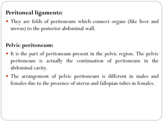 Peritoneal ligaments:
 They are folds of peritoneum which connect organs (like liver and
uterus) to the posterior abdominal wall.
Pelvic peritoneum:
 It is the part of peritoneum present in the pelvic region. The pelvic
peritoneum is actually the continuation of peritoneum in the
abdominal cavity.
 The arrangement of pelvic peritoneum is different in males and
females due to the presence of uterus and fallopian tubes in females.
 