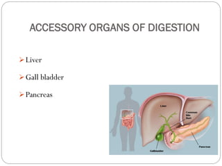ACCESSORY ORGANS OF DIGESTION
Liver
Gall bladder
Pancreas
 