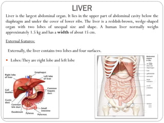 Liver is the largest abdominal organ. It lies in the upper part of abdominal cavity below the
diaphragm and under the cover of lower ribs. The liver is a reddish-brown, wedge-shaped
organ with two lobes of unequal size and shape. A human liver normally weighs
approximately 1.5 kg and has a width of about 15 cm.
External features:
Externally, the liver contains two lobes and four surfaces.
 Lobes:They are right lobe and left lobe
LIVER
 