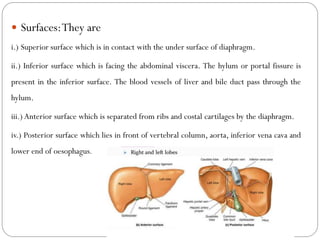  Surfaces:They are
i.) Superior surface which is in contact with the under surface of diaphragm.
ii.) Inferior surface which is facing the abdominal viscera. The hylum or portal fissure is
present in the inferior surface. The blood vessels of liver and bile duct pass through the
hylum.
iii.) Anterior surface which is separated from ribs and costal cartilages by the diaphragm.
iv.) Posterior surface which lies in front of vertebral column, aorta, inferior vena cava and
lower end of oesophagus.
 
