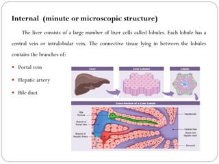 Internal (minute or microscopic structure)
The liver consists of a large number of liver cells called lobules. Each lobule has a
central vein or intralobular vein. The connective tissue lying in between the lobules
contains the branches of:
 Portal vein
 Hepatic artery
 Bile duct
 