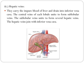 iii.) Hepatic veins:
 They carry the impure blood of liver and drain into inferior vena
cava. The central veins of each lobule unite to form sublobular
veins. The sublobular veins unite to form several hepatic veins.
The hepatic veins join with inferior vena cava.
 