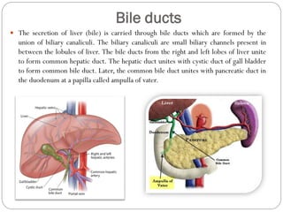 Bile ducts
 The secretion of liver (bile) is carried through bile ducts which are formed by the
union of biliary canaliculi. The biliary canaliculi are small biliary channels present in
between the lobules of liver. The bile ducts from the right and left lobes of liver unite
to form common hepatic duct. The hepatic duct unites with cystic duct of gall bladder
to form common bile duct. Later, the common bile duct unites with pancreatic duct in
the duodenum at a papilla called ampulla of vater.
 