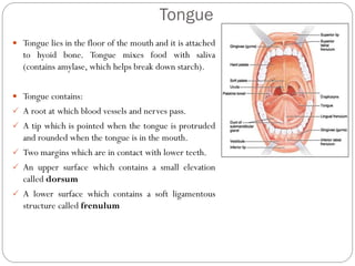 Tongue
 Tongue lies in the floor of the mouth and it is attached
to hyoid bone. Tongue mixes food with saliva
(contains amylase, which helps break down starch).
 Tongue contains:
 A root at which blood vessels and nerves pass.
 A tip which is pointed when the tongue is protruded
and rounded when the tongue is in the mouth.
 Two margins which are in contact with lower teeth.
 An upper surface which contains a small elevation
called dorsum
 A lower surface which contains a soft ligamentous
structure called frenulum
 