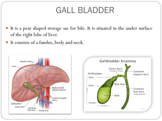GALL BLADDER
 It is a pear shaped storage sac for bile. It is situated in the under surface
of the right lobe of liver.
 It consists of a fundus, body and neck.
 