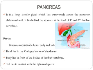 PANCREAS
 It is a long, slender gland which lies transversely across the posterior
abdominal wall. It lies behind the stomach at the level of 1st and 2nd lumbar
vertebrae.
Parts:
Pancreas consists of a head, body and tail.
 Head lies in the C-shaped curve of duodenum
 Body lies in front of the bodies of lumbar vertebrae.
 Tail lies in contact with the hylum of spleen.
 