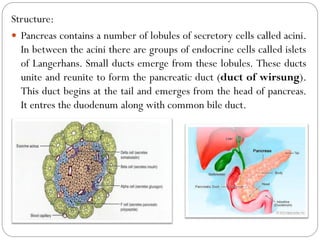 Structure:
 Pancreas contains a number of lobules of secretory cells called acini.
In between the acini there are groups of endocrine cells called islets
of Langerhans. Small ducts emerge from these lobules. These ducts
unite and reunite to form the pancreatic duct (duct of wirsung).
This duct begins at the tail and emerges from the head of pancreas.
It entres the duodenum along with common bile duct.
 