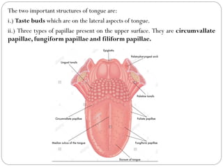 The two important structures of tongue are:
i.) Taste buds which are on the lateral aspects of tongue.
ii.) Three types of papillae present on the upper surface. They are circumvallate
papillae, fungiform papillae and filiform papillae.
 