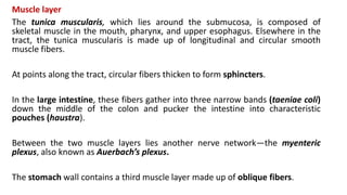 Muscle layer
The tunica muscularis, which lies around the submucosa, is composed of
skeletal muscle in the mouth, pharynx, and upper esophagus. Elsewhere in the
tract, the tunica muscularis is made up of longitudinal and circular smooth
muscle fibers.
At points along the tract, circular fibers thicken to form sphincters.
In the large intestine, these fibers gather into three narrow bands (taeniae coli)
down the middle of the colon and pucker the intestine into characteristic
pouches (haustra).
Between the two muscle layers lies another nerve network—the myenteric
plexus, also known as Auerbach’s plexus.
The stomach wall contains a third muscle layer made up of oblique fibers.
 
