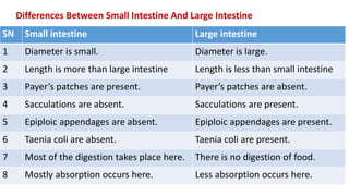 Differences Between Small Intestine And Large Intestine
SN Small intestine Large intestine
1 Diameter is small. Diameter is large.
2 Length is more than large intestine Length is less than small intestine
3 Payer’s patches are present. Payer’s patches are absent.
4 Sacculations are absent. Sacculations are present.
5 Epiploic appendages are absent. Epiploic appendages are present.
6 Taenia coli are absent. Taenia coli are present.
7 Most of the digestion takes place here. There is no digestion of food.
8 Mostly absorption occurs here. Less absorption occurs here.
 