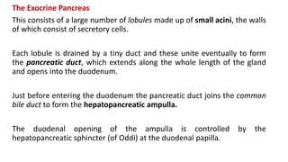 The Exocrine Pancreas
This consists of a large number of lobules made up of small acini, the walls
of which consist of secretory cells.
Each lobule is drained by a tiny duct and these unite eventually to form
the pancreatic duct, which extends along the whole length of the gland
and opens into the duodenum.
Just before entering the duodenum the pancreatic duct joins the common
bile duct to form the hepatopancreatic ampulla.
The duodenal opening of the ampulla is controlled by the
hepatopancreatic sphincter (of Oddi) at the duodenal papilla.
 
