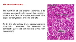 The Exocrine Pancreas
The function of the exocrine pancreas is to
produce pancreatic juice containing enzymes,
some in the form of inactive precursors, that
digest carbohydrates, proteins and fats.
As in the alimentary tract, parasympathetic
stimulation increases the secretion of
pancreatic juice and sympathetic stimulation
depresses it.
 