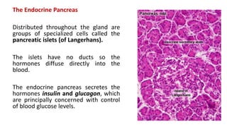 The Endocrine Pancreas
Distributed throughout the gland are
groups of specialized cells called the
pancreatic islets (of Langerhans).
The islets have no ducts so the
hormones diffuse directly into the
blood.
The endocrine pancreas secretes the
hormones insulin and glucagon, which
are principally concerned with control
of blood glucose levels.
 