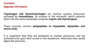Functions
Digestion Of Proteins
Trypsinogen and chymotrypsinogen are inactive enzyme precursors
activated by enterokinase, an enzyme in the microvilli, which converts
them into the active proteolytic enzymes trypsin and chymotrypsin.
These enzymes convert polypeptides to tripeptides, dipeptides and
amino acids.
It is important that they are produced as inactive precursors and are
activated only upon their arrival in the duodenum, otherwise they would
digest the pancreas.
 