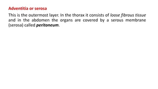 Adventitia or serosa
This is the outermost layer. In the thorax it consists of loose fibrous tissue
and in the abdomen the organs are covered by a serous membrane
(serosa) called peritoneum.
 