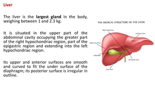 Liver
The liver is the largest gland in the body,
weighing between 1 and 2.3 kg.
It is situated in the upper part of the
abdominal cavity occupying the greater part
of the right hypochondriac region, part of the
epigastric region and extending into the left
hypochondriac region.
Its upper and anterior surfaces are smooth
and curved to fit the under surface of the
diaphragm; its posterior surface is irregular in
outline.
 