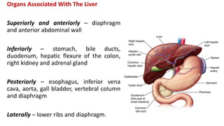 Organs Associated With The Liver
Superiorly and anteriorly – diaphragm
and anterior abdominal wall
Inferiorly – stomach, bile ducts,
duodenum, hepatic flexure of the colon,
right kidney and adrenal gland
Posteriorly – esophagus, inferior vena
cava, aorta, gall bladder, vertebral column
and diaphragm
Laterally – lower ribs and diaphragm.
 